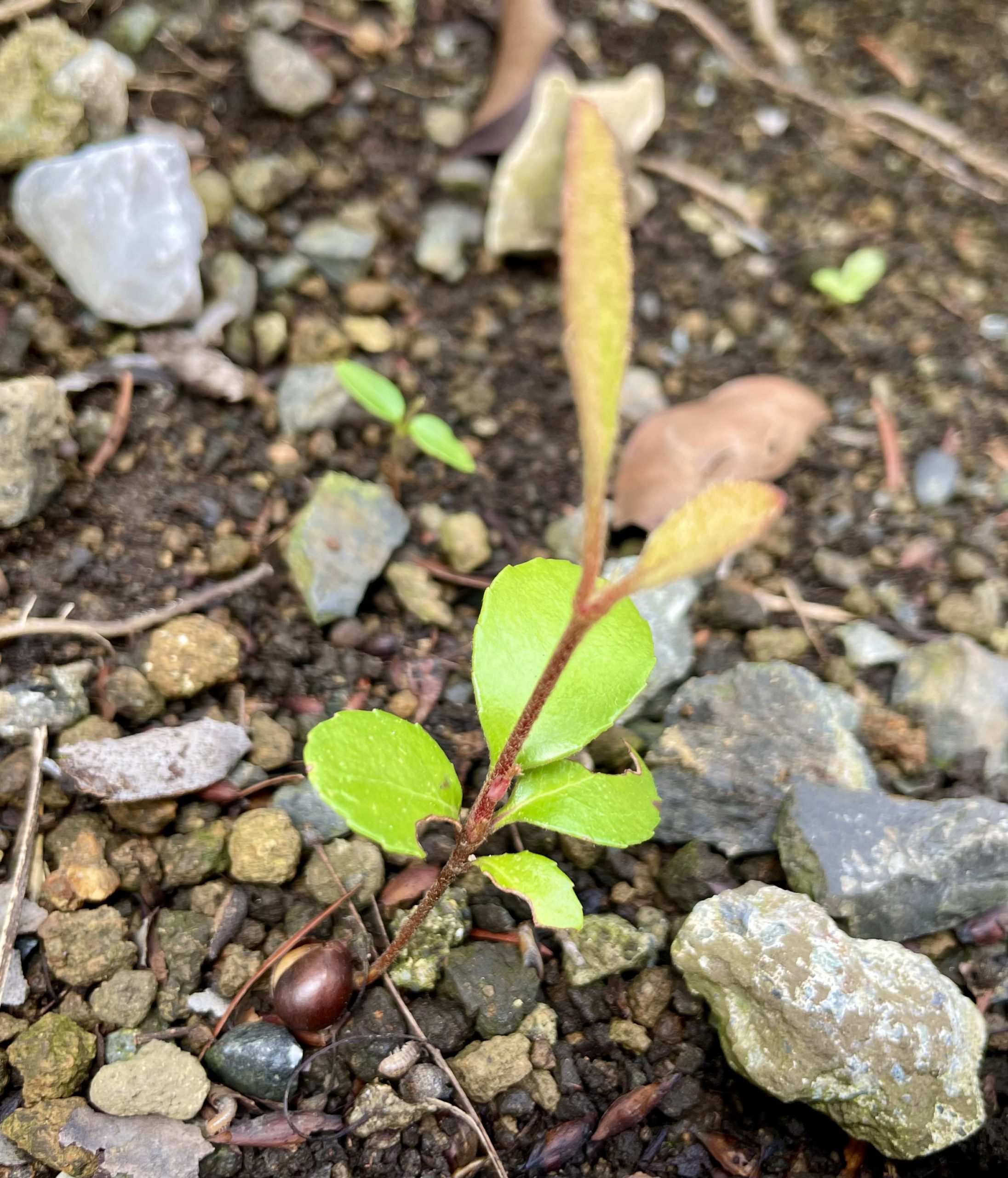 芽を出したさくらんぼの種の写真